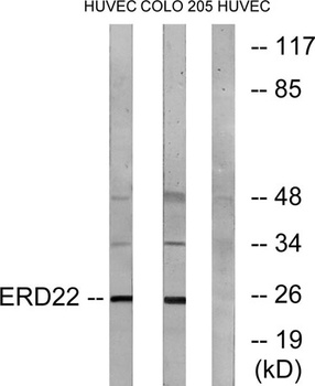 KDEL Receptor 2 rabbit pAb