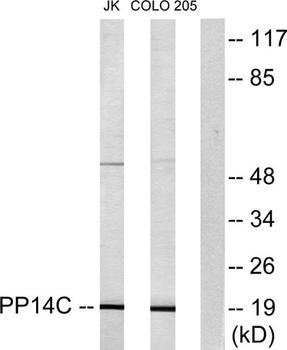 KEPI antibody