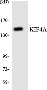 KIF4A rabbit pAb