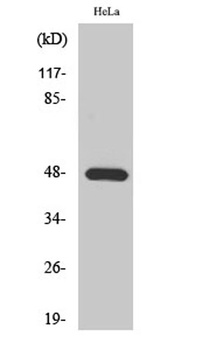KIR2.1 rabbit pAb Antibody