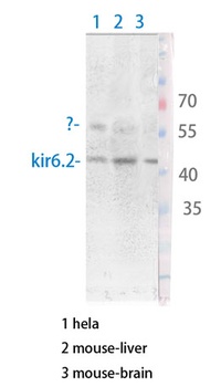 KIR6.2 antibody