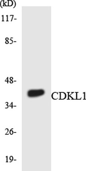 KKIALRE antibody