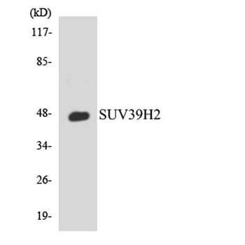 KMT1B antibody