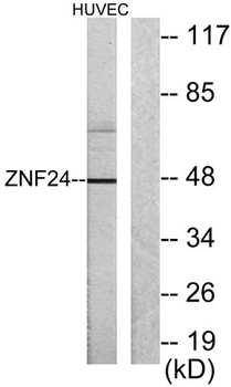 KOX17 rabbit pAb