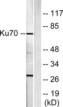 Ku-70 antibody