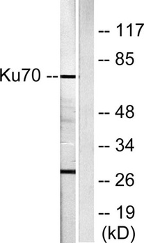 Ku-70 rabbit pAb