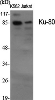 Ku-80 antibody