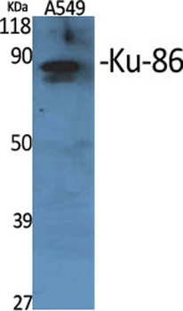 Ku-86 rabbit pAb Antibody