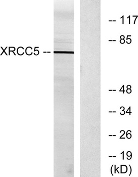 Ku-86 rabbit pAb Antibody