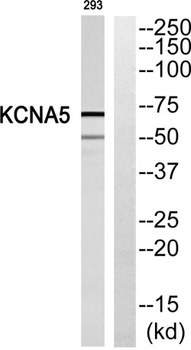 KV1.5 antibody