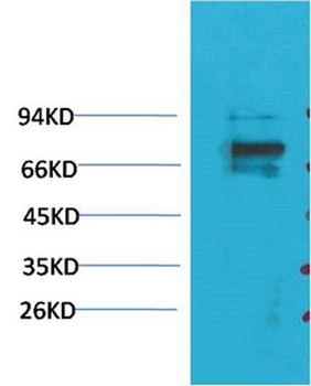 KV1.5 rabbit pAb
