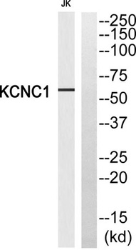 KV3.1 rabbit pAb