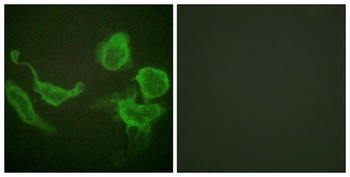 Kv3.4 antibody