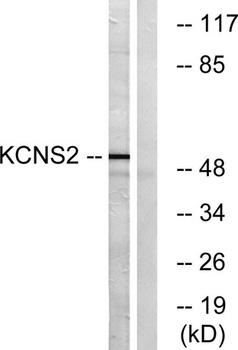 KV9.2 rabbit pAb