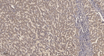 KV9.2 rabbit pAb