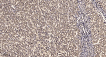 KV9.2 antibody