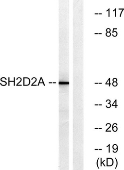 Lad antibody