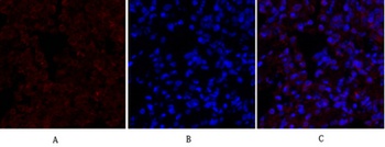 Lamin B1 antibody