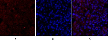 Lamin B1 antibody