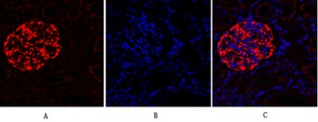 Lamin B1 antibody