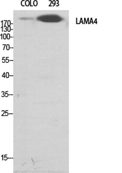 Laminin α-4 rabbit pAb