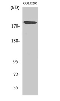 Laminin α-4 rabbit pAb