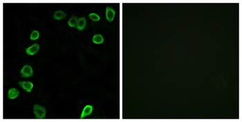 Laminin α-4 rabbit pAb