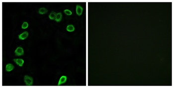 Laminin alpha-4 antibody