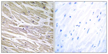 Laminin α-4 rabbit pAb