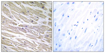 Laminin alpha-4 antibody