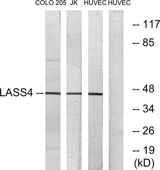 LASS4 antibody