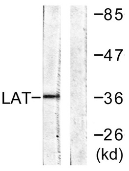 LAT antibody