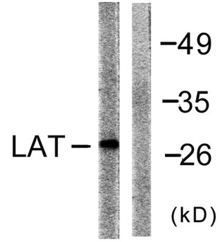 LAT antibody