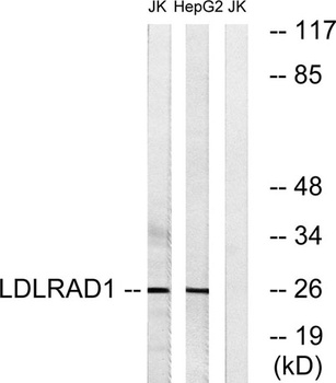 LDLRAD1 rabbit pAb Antibody