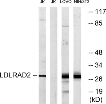 LDLRAD2 rabbit pAb