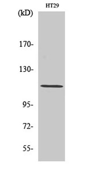 Lfc antibody