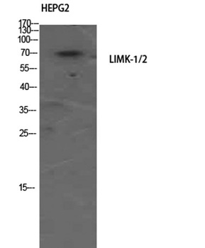 LIMK-1/2 rabbit pAb