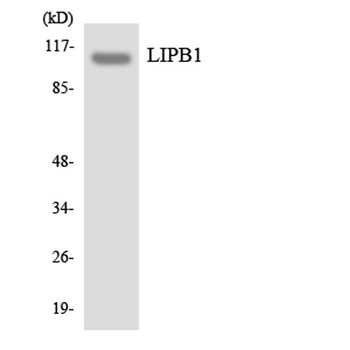 Liprin beta 1 antibody