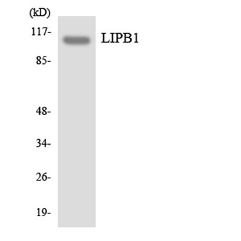 Liprin β1 rabbit pAb