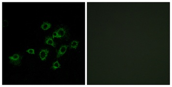 LIR-6 antibody