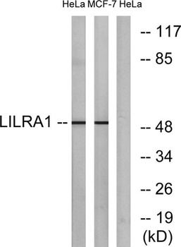 LIR-6 rabbit pAb