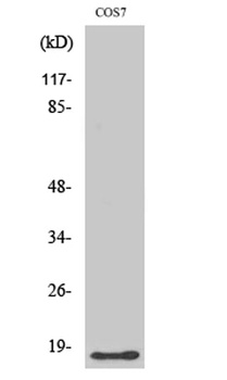 LMO3 rabbit pAb Antibody