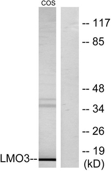 LMO3 antibody