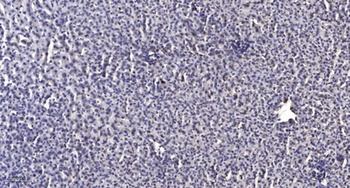 LMO3 antibody