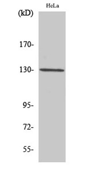 LOK antibody