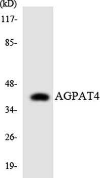 LPAAT-delta antibody