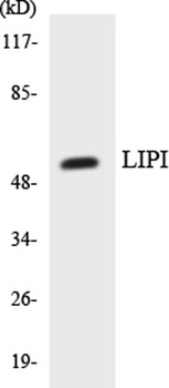 LPD lipase rabbit pAb