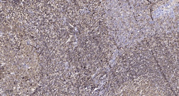 LPD lipase rabbit pAb