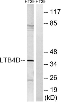 LTB4DH rabbit pAb