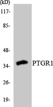 LTB4DH antibody